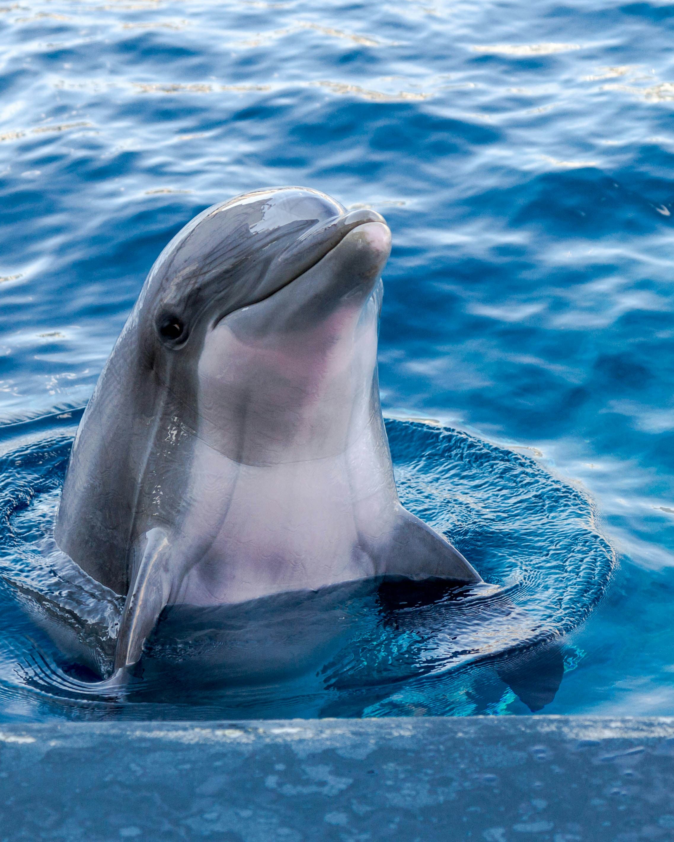 Delfinoterapia